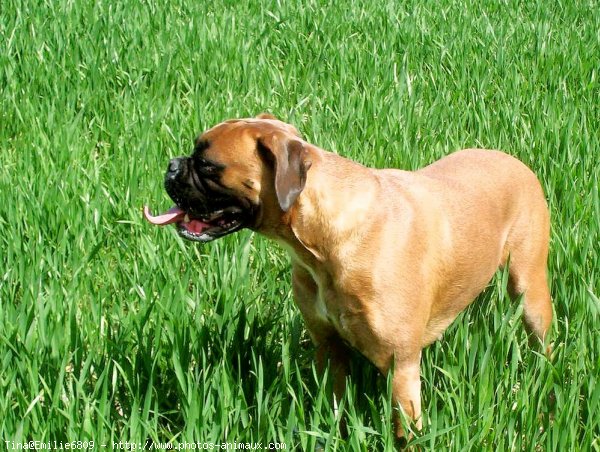 Photo de Boxer