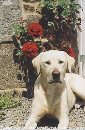 Photo de Labrador retriever