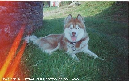 Photo de Husky siberien