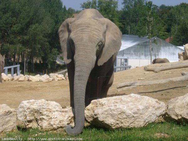 Photo d'Elphant d'afrique