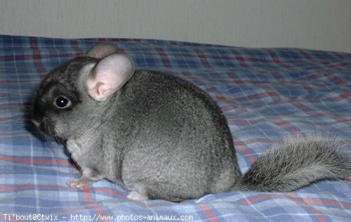 Photo de Chinchilla