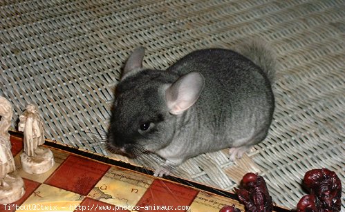 Photo de Chinchilla