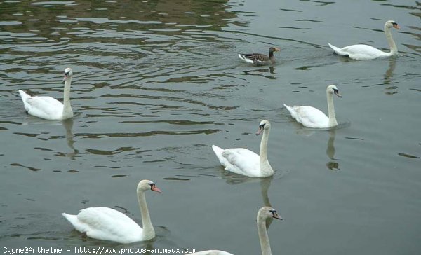 Photo de Cygne