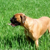 Photo de Boxer