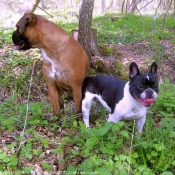 Photo de Races diffrentes