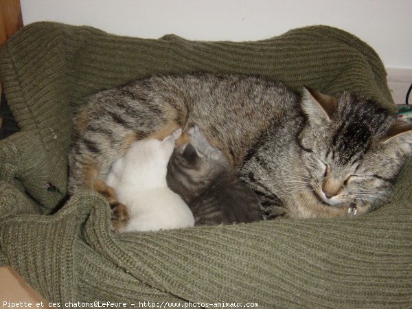 Photo de Chat domestique