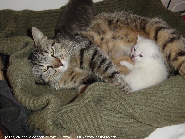 Photo de Chat domestique