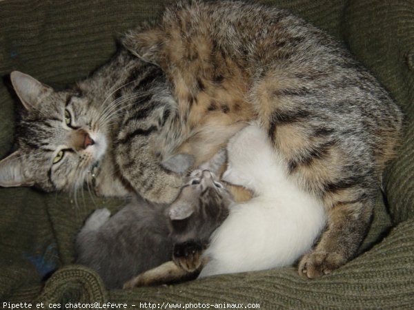 Photo de Chat domestique