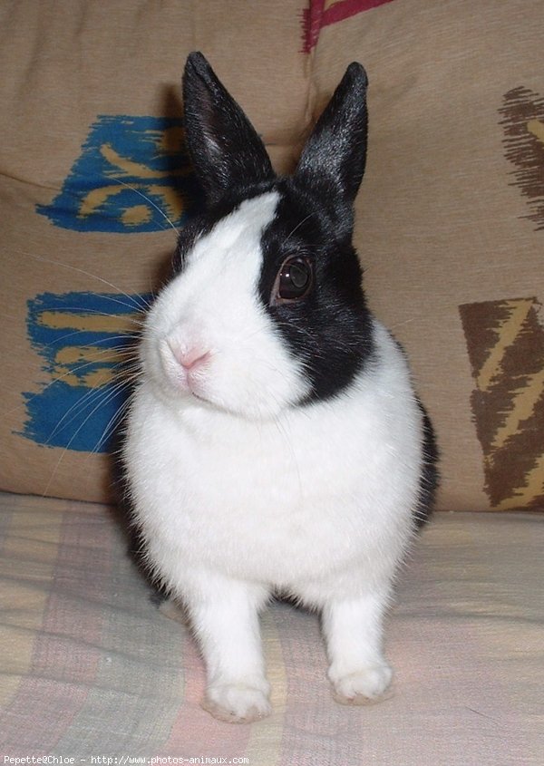 Photo de Lapin