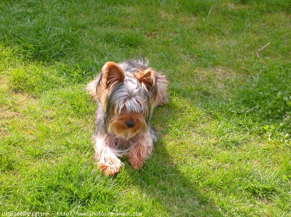 Photo de Yorkshire terrier