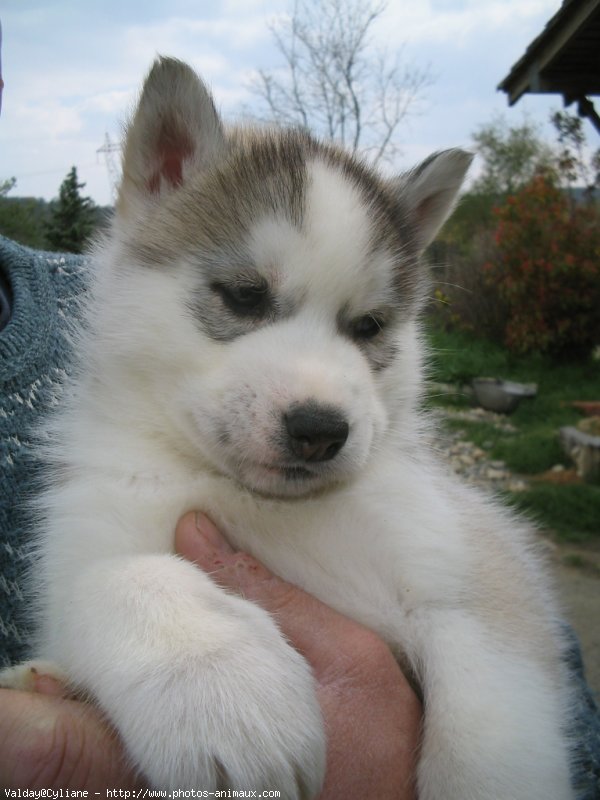 Photo de Husky siberien