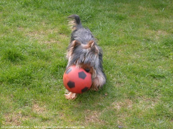 Photo de Yorkshire terrier