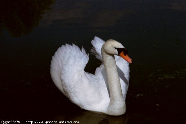 Photo de Cygne