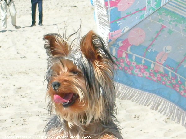 Photo de Yorkshire terrier