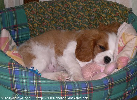 Photo de Cavalier king charles spaniel