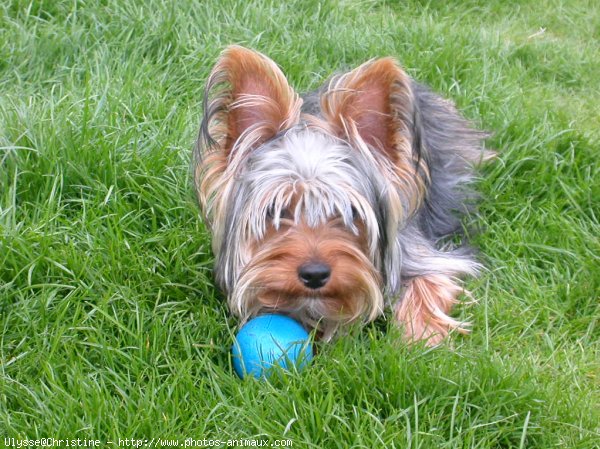 Photo de Yorkshire terrier