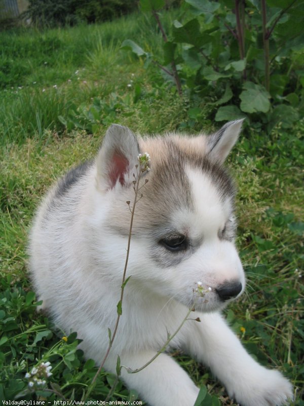 Photo de Husky siberien