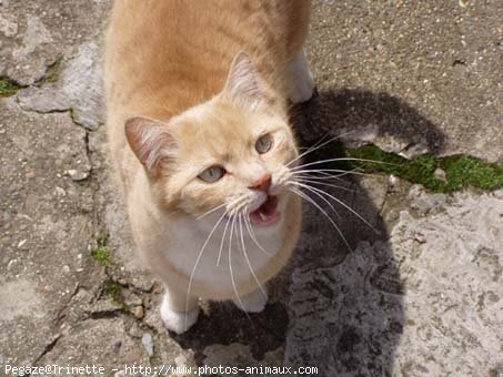 Photo de Chat domestique