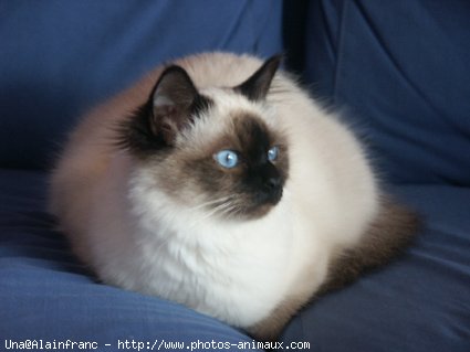 Photo de Sacr de birmanie