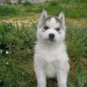 Photo de Husky siberien