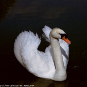 Photo de Cygne