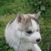 Photo de Husky siberien