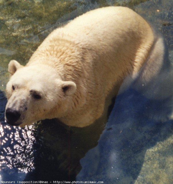 Photo d'Ours