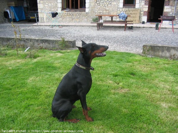 Photo de Dobermann