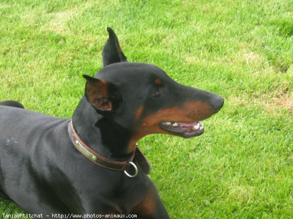 Photo de Dobermann