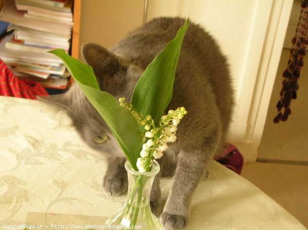 Photo de Chartreux