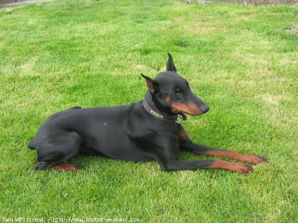 Photo de Dobermann