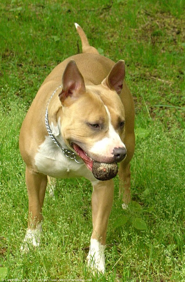 Photo d'American staffordshire terrier