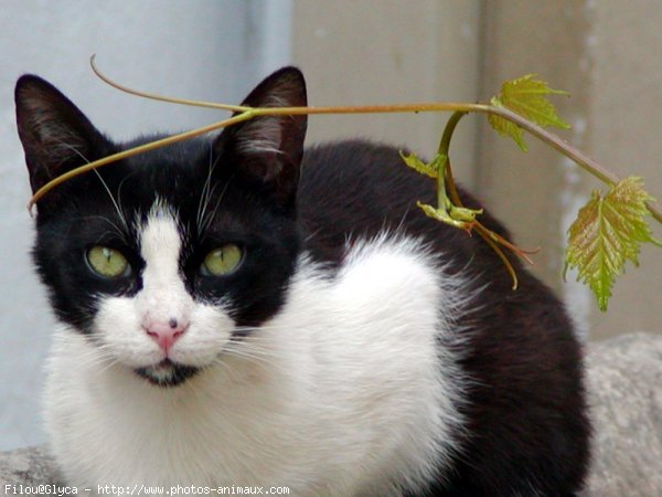 Photo de Chat domestique