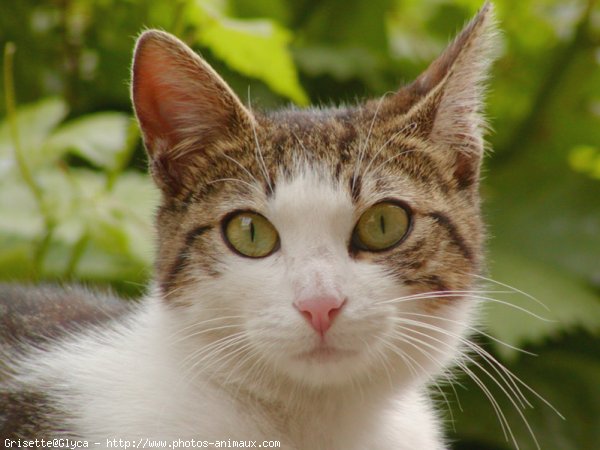 Photo de Chat domestique