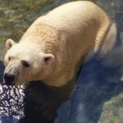 Photo d'Ours