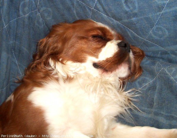 Photo de Cavalier king charles spaniel