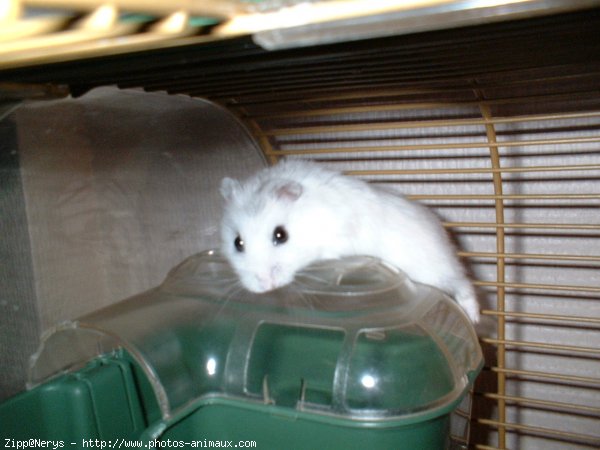 Photo de Hamster