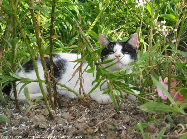 Photo de Chat domestique