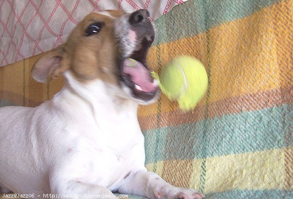 Photo de Jack russell terrier