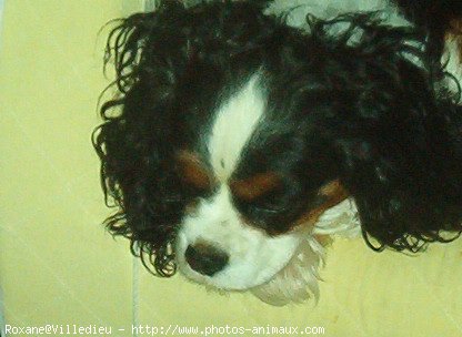 Photo de Cavalier king charles spaniel