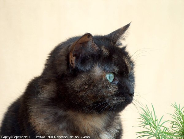 Photo de Chat domestique