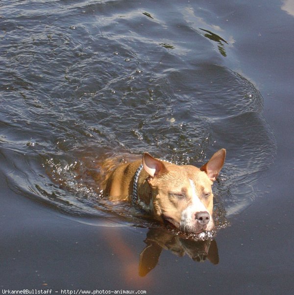 Photo d'American staffordshire terrier