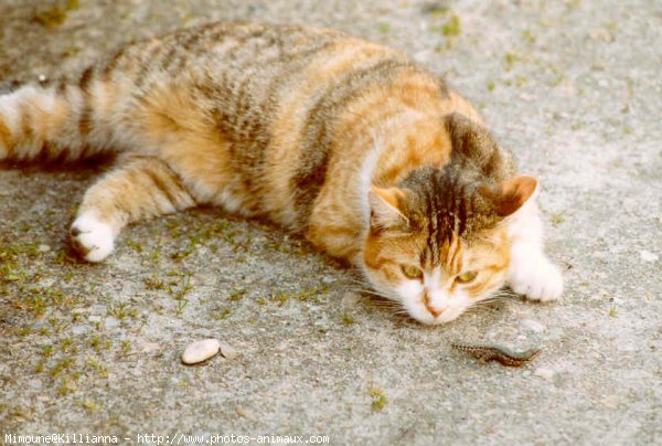 Photo de Chat domestique