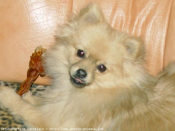 Photo de Spitz moyen