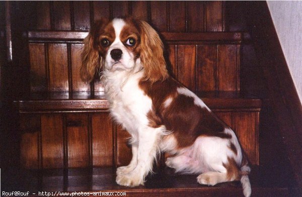 Photo de Cavalier king charles spaniel