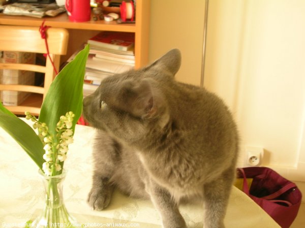 Photo de Chartreux