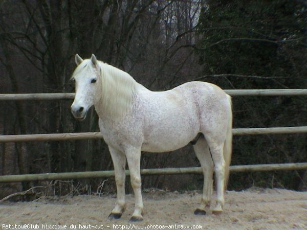 Photo de Camargue