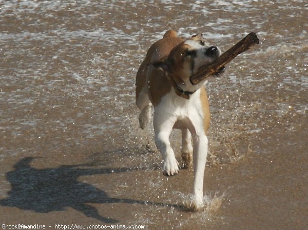 Photo de Croisement