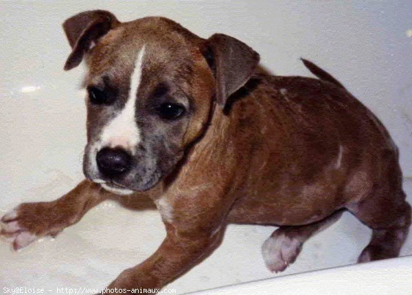 Photo d'American staffordshire terrier