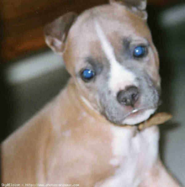 Photo d'American staffordshire terrier